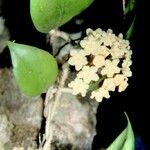 Hoya nicholsoniae फूल
