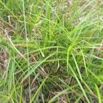 Carex muskingumensis 葉