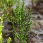 Salicornia procumbens Характер