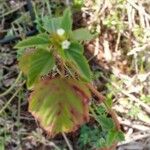 Melochia corchorifolia Leaf