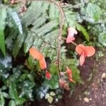 Hylodesmum repandum Λουλούδι