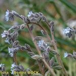 Myosotis minutiflora Mosusu