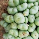Conophytum flavum Hostoa