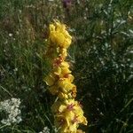 Verbascum nigrumBlüte