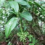 Ligustrum vulgareFolha