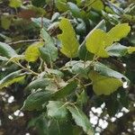 Quercus suber برگ
