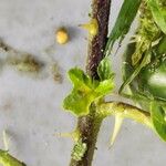 Solanum linnaeanum Leaf