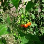 Acnistus arborescens Fruit