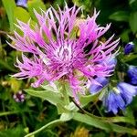 Centaurea uniflora Λουλούδι