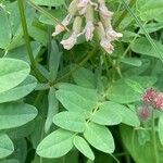 Astragalus frigidus পাতা