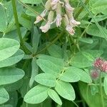 Astragalus frigidus Blatt