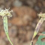 Porophyllum punctatum Flower