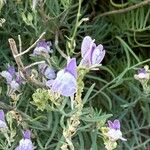 Linaria capraria Flor