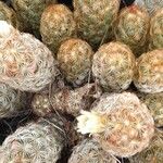 Mammillaria elongata Агульны выгляд