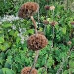 Phlomis russelianaFlor