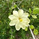 Gardenia volkensii Blüte