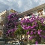 Bougainvillea glabra Квітка