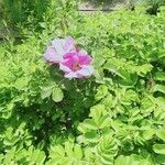 Rosa rugosa Leaf