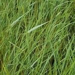 Elymus pungens Blatt