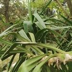 Yucca gloriosaপাতা