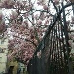 Magnolia x soulangeana Συνήθη χαρακτηριστικά