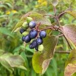 CornusFruit