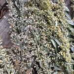 Artemisia douglasiana Kukka