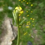 Ranunculus auricomus পাতা