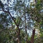 Azara microphylla Habitus