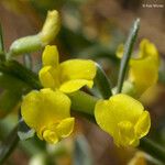 Acmispon procumbens