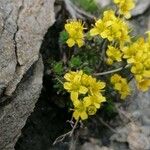 Draba aizoides Агульны выгляд