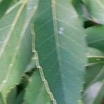 Quercus myrsinifolia Folha