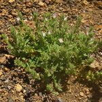 Ononis diffusa Habit