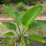 Strelitzia nicolai Leaf