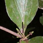 Oryctanthus callicarpus 葉