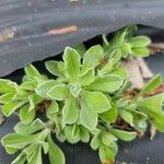 Antennaria parvifolia Feuille