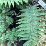 Dryopteris lepidopoda Yaprak