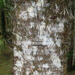 Acrocomia aculeata Corteza