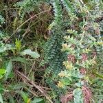 Coriaria ruscifolia Foglia