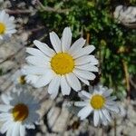 Leucanthemopsis alpina Květ