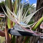 Strelitzia nicolai പുഷ്പം