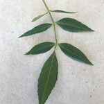 Fraxinus angustifolia Foglia