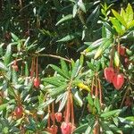 Crinodendron hookerianum Кветка