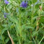 Campanula rhomboidalis Blad