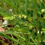 Phyllanthus glaucophyllus Yeri