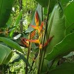 Heliconia latispatha Kvet