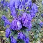 Aconitum napellusफूल