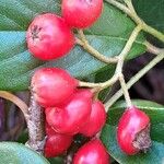 Cotoneaster salicifolius Плод