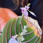 Maranta leuconeuraÇiçek