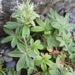 Potentilla alchimilloides Habit